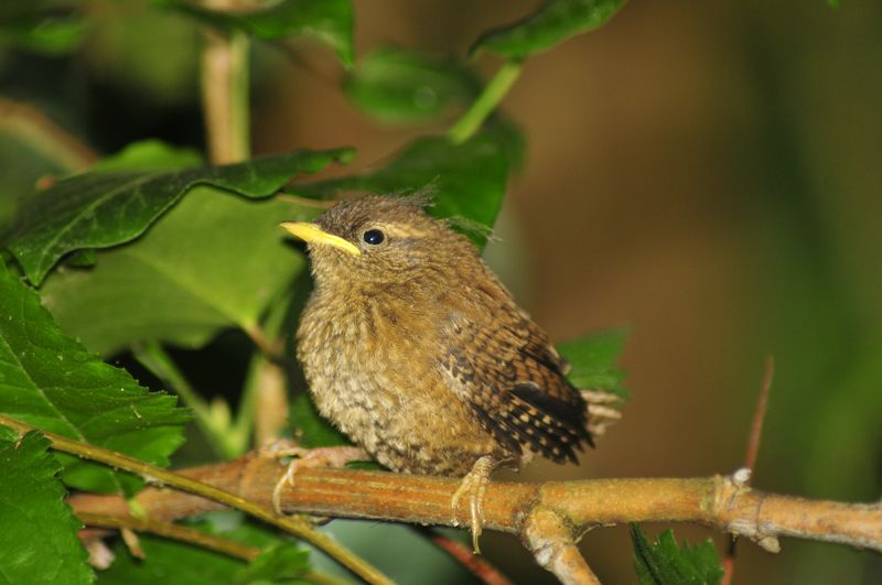 Pullo di scricciolo  con domanda....